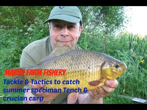 Crucians & Tench - Tackle and Tectics to catch a summer Specimen