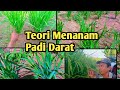 Teori Menanam Padi Darat Padi Ladang Padi Perkebunan Padi Lahan Kering Padi Daratan Tinggi