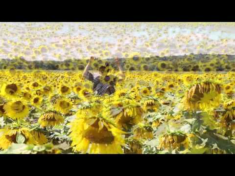 The Soft Spots- Sunflower Fields