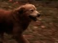 Homeward Bound Emotional Ending Try Not Crying Or Tearing Up