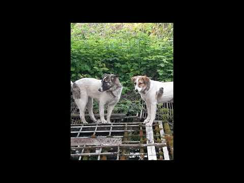 Leyla (Schwester Shireen) sucht Ihr Für Immer Zuhause - Tierheim "Der Glückliche" - Hundeherz