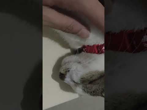 Liezel, the Cat (Meow!)