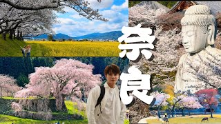 「奈良不是只有鹿」櫻花爆開！奈良最浪漫一日遊｜壺阪寺 × 又兵衛 × 浮見堂【奈良 :一個被低估的古都 】