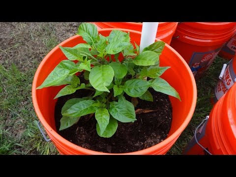 2015 Super Hot Peppers Growing Season - Ep. 11: Plants are Recovering Video