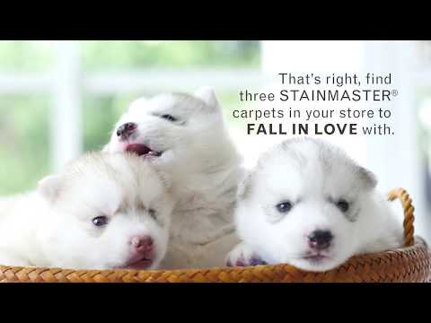 STAINMASTER® - Customer Success Story