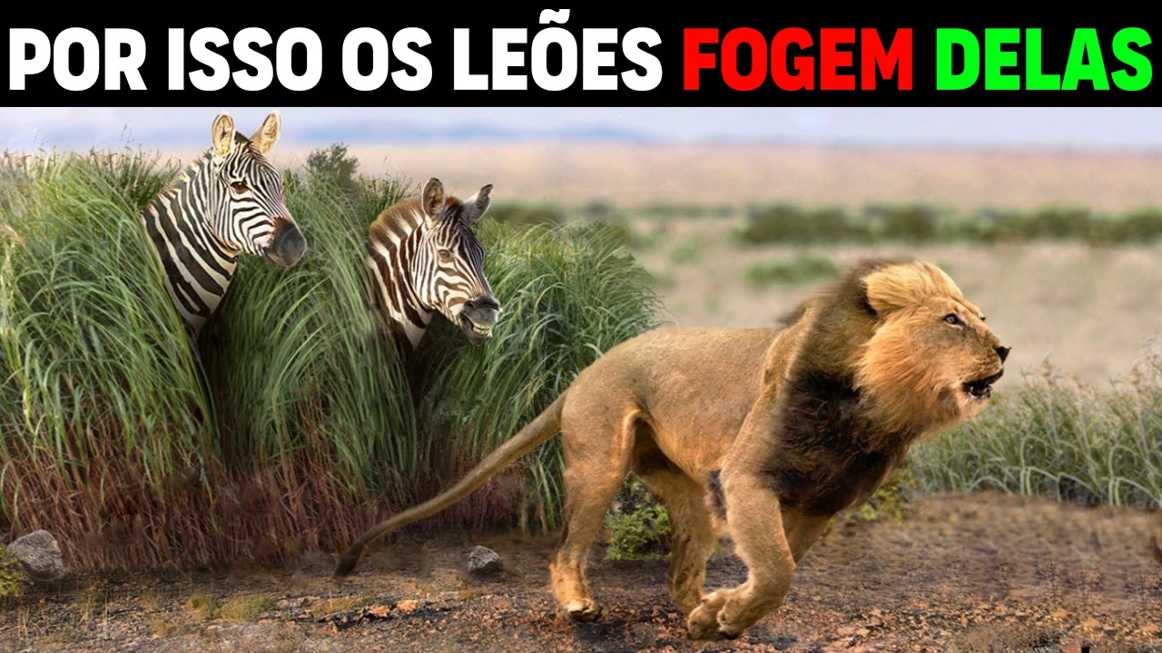 FIERCE BATTLE, Can Zebras Escape From Hunting Hungry Lions? Lion vs Zebra