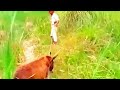 Man Sex Donkey Wow Full Video Viral Hu Gai