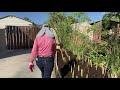 Re-planting  Lemongrass