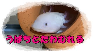 うぱちゃんにご飯あげたら思いのほか苦戦した