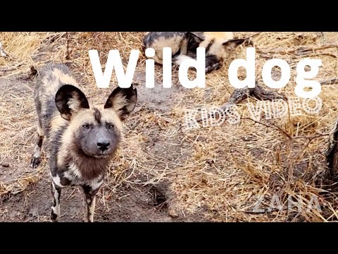 Zaha & Animales | Perro salvaje 🐺 : perros salvajes africanos preparándose para cazar