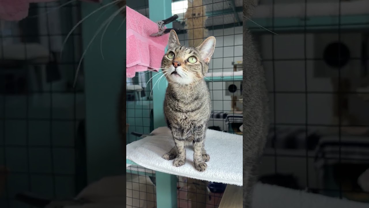 Enlarge Ali, a Adoptable mixed breed in Los Angeles, CA video 6/6