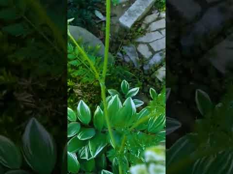 ディプラデニアにいつ施肥するか 施肥方法で開花を刺激するか