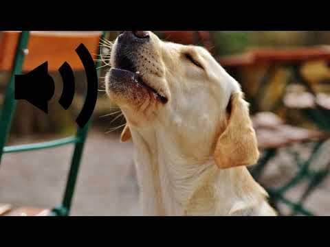 bruitage de chien labrador qui aboie