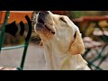 Bruitage De Chien Labrador Qui Aboie