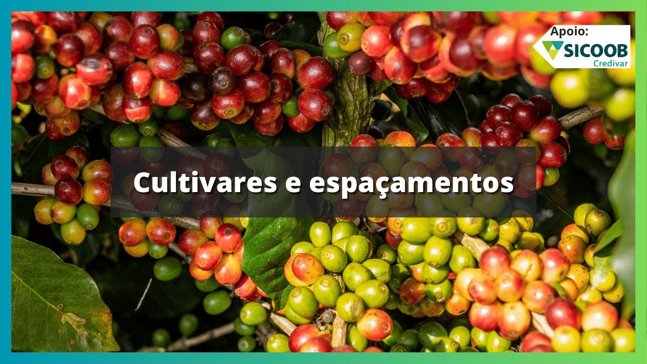 Podcast #156 - Cultivares e espaçamentos