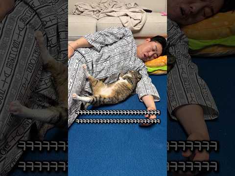 팔베개 하는 고양이