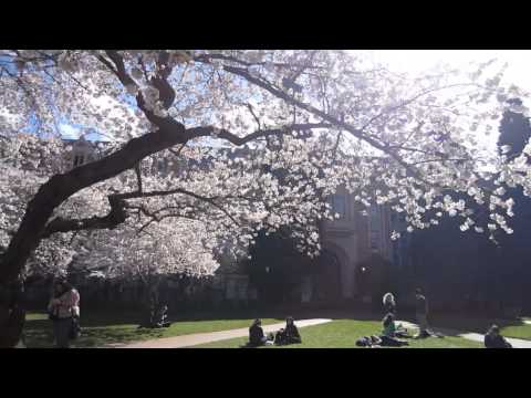 Nujabes Cherry Blossom Medley (UW Seattle)