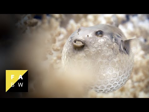 afbeelding Beauty, The