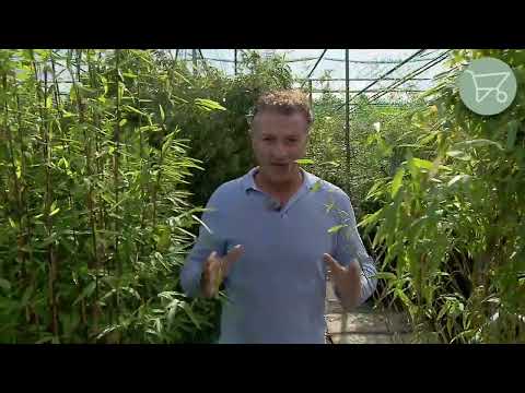 Bambus | eine exotische Gartenpflanze | Gartenpflanzendirekt.de