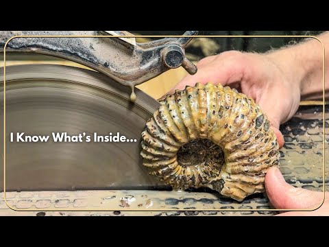 Exposing Ammonite Fossils and What's Inside them!