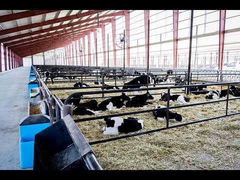71,000 Square Foot Commodity Barn & Indoor Dairy Calf Nurseries