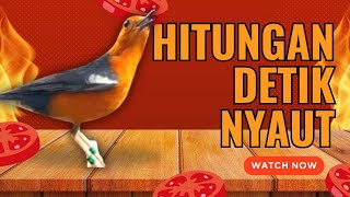 Download lagu LANGSUNG NYAUT 10000 % ‼️ ANIS MERAH MACET BUNYI JIKA DENGAR SUARA INI PASTI NYAUT LANJUT GACOR | 81 mp3
