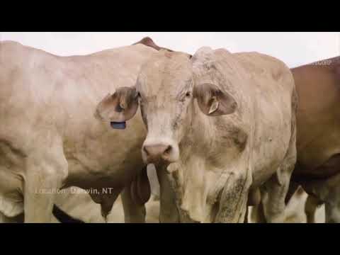 How to export millions of cows, pigs, sheep - Technology to export by plane