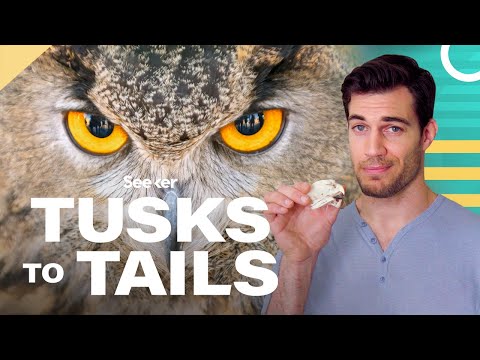 フクロウの目はチューブのような形をしています。 (Owl Eyes Are Shaped Like Tubes, Here's Why)