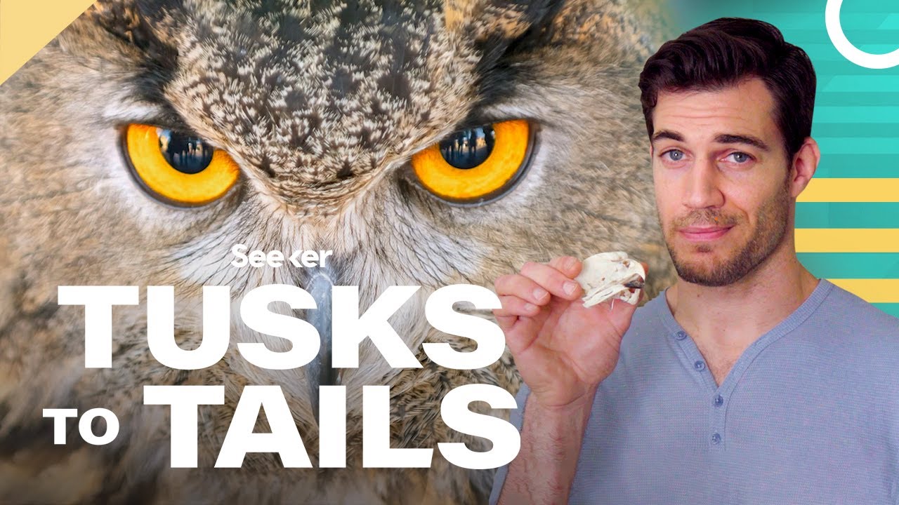 Owl Eyes Are Shaped Like Tubes, Here's Why