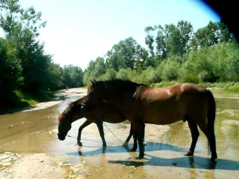 marcel si doru la amaradie