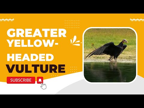Greater Yellow-headed Vulture facts
