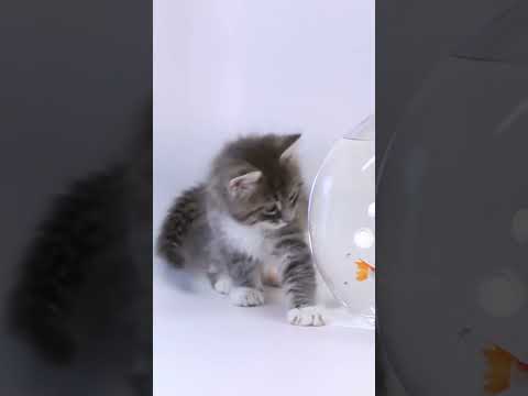 baby cat Doing Funny Things 😂 4kviral#shorts #love #lovestatus