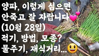양파, 이렇게 심으면 안죽고 잘 나랍니다 