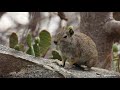 Mocó Rock Cavy Kerodon Rupestris