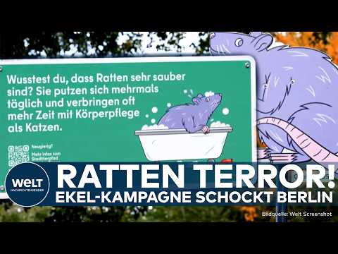 BERLIN: Rattenplage in der Hauptstadt! Kampagne soll Image aufpolieren, statt Problem zu lösen!