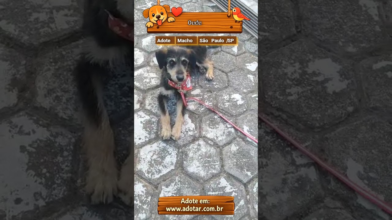 Cachorro raça SRD-ViraLata idade 1 ano nome Dudu