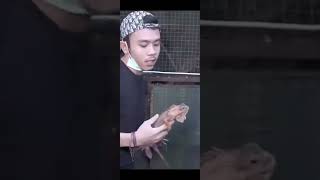 Download lagu TERNAK IGUANA PENGHASILAN RATUSAN JUTA #shorts #shortsvideo #shortsfeed mp3 Download lagu TERNAK IGUANA PENGHASILAN RATUSAN JUTA #shorts #shortsvideo #shortsfeed mp3