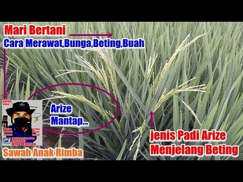 Sebagai penyebab impotensi pada pria Kecil di dasar glans penis