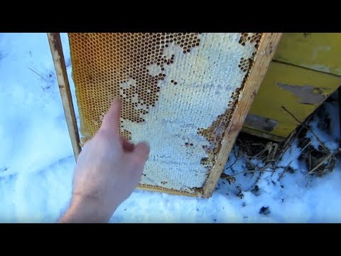 Пчеловодство. Проверка слабышей. Анализирую ситуацию. Подлаживаю рамку мёда семейке.