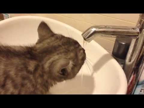 British short hair cat drink water