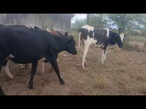 4 GARROTAS A VENDA 87981470453 LOCAL ITAIBA PE