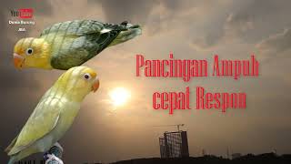 Download lagu Pancingan Lovebird Ngetik Ngekek Panjang | Masteran paling Ampuh mp3