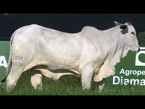 MONALISA FIV DA DIAMANTINO