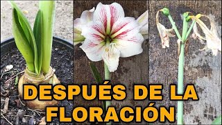 Que Hacer DESPUES De La FLORACIÓN De AZUCENAS o AMARILIS (Hippeastrum amarillys)