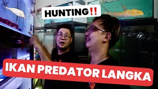 HUNTING!!! PUSATNYA IKAN PREDATOR SUPER RARE SEHARGA PULUHAN JUTA SAMPAI RATUSAN JUTA -IMPIAN HOBIES