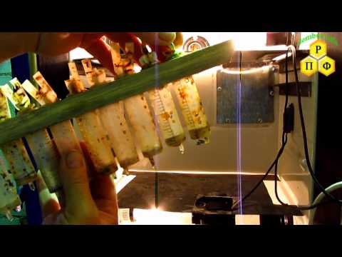 Инкубатор для вывода маток Выход маток