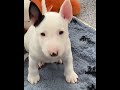 犬の動画 510