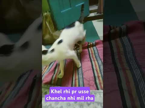 Maa nhi to akele hi khel rhi h #cat #tejas #catwings #flyingcat