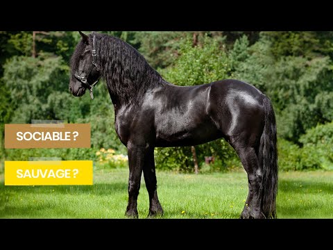 Le CHEVAL, ce compagnon de TOUJOURS