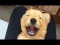 Golden Retriever Puppies Are So Cute Compilation